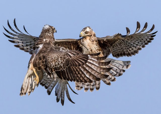 Two white-eyed buzzards face off in a gutsy aerial display in the Tal Chhapar Wildlife Sanctuary, Rajasthan, India in the first decade of August 2024. (Photo by Mrinal Sen/Solent News & Photo Agency)