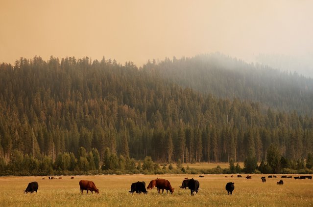 Cattle graze in a valley while the Park Fire burns in the mountains behind them near Mineral, California, U.S. August 6, 2024. (Photo by Fred Greaves/Reuters)