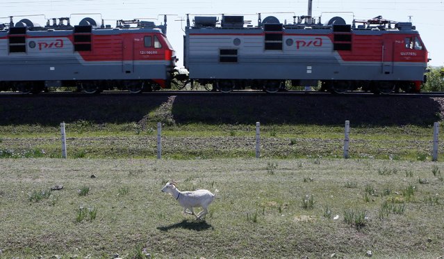 A goat runs away from a train moving along the Trans-Siberian railway near the village of Verkhny Askiz in the Republic of Khakassia, Siberia, Russia, May 28, 2016. (Photo by Ilya Naymushin/Reuters)