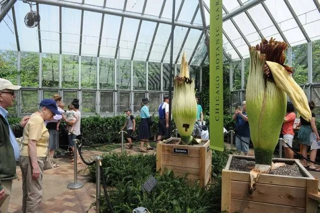 Visitors look at two corpse flowers at the Chicago Botanic Garden in Chicago, Illinois on June 2, 2017. It is unusual enough to see one of nature's biggest, rarest – not to mention smelliest – flowers bloom. But it is extraordinary to see two bloom at once. That is why two seven-foot-tall corpse flowers at the Chicago Botanic Garden have attracted thousands of visitors this week, despite the smell of rotting flesh that the flowers emit to attract pollinating beetles and flies. (Photo by Nova Safo/AFP Photo)
