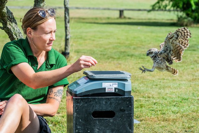 Burrowing Owl Ettie is rewarded with a mealworm by her keeper Anna on August 21, 2024 – Whipsnade Zoo (ZSL) carry out their annual weigh-in. The keepers record the weights and measurements of the animals – information which provides a critical insight into their health and wellbeing. (Photo by Guy Bell/Alamy Live News)