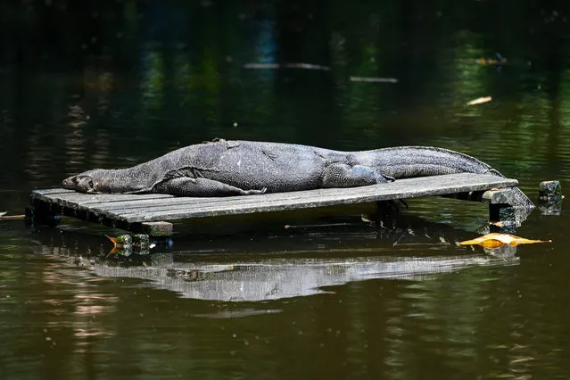 A monitor lizard rests on a pallet in a pond at Sungei Buloh Wetland Reserve in Singapore on April 29, 2022. (Photo by Roslan Rahman/AFP Photo)