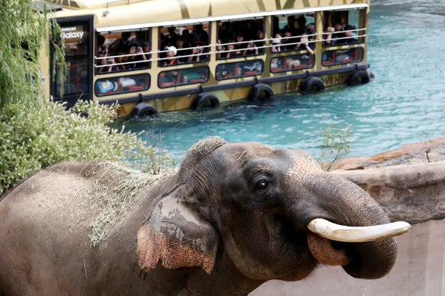 Spectators look at an elephant on a hot day at an amusement park in Yongin, South Korea, June 21, 2017. (Photo by Kim Hong-Ji/Reuters)