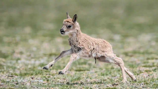 A Tibetan antelope lamb runs at Changtang National Nature Reserve in southwest China's Tibet Autonomous Region, June 24, 2017. It is breeding season of Tibetan antelopes at Changtang. There are over 3,000 ewes awaiting delivery or just delivered simply at the reserve in Qiuka region of Xainza County. The total number of Tibetan antelopes has risen to more than 200,000 at Changtang. With an area of 298,000 square km and an average altitude of 5,000 meters, Changtang is China's biggest and highest reserve. The area is located in northern Tibet where few humans reside, however, it is a wildlife paradise, and home to a variety of wildlife species and numerous lakes. More than 40 species of rare wild animals including Tibetan antelopes, Tibetan wild donkeys, Tibetan yaks and black-necked cranes living in the region. (Photo by Purbu Zhaxi/Xinhua/Barcroft Images)