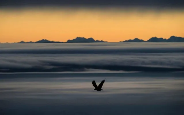 A bird flies above Poleymieux au Mont d'Or, near Lyon, as the Alps mountains are seen behind the foggy plains around Lyon, central France, Wednesday, January 8, 2020. (Photo by Laurent Cipriani/AP Photo)