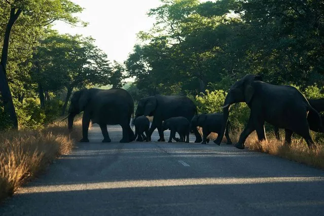 Elephants cross a road early morning, outside the Hwange National Park, Hwange, Zimbabwe, on May 26, 2022. (Photo by Zinyange Auntony/AFP Photo)