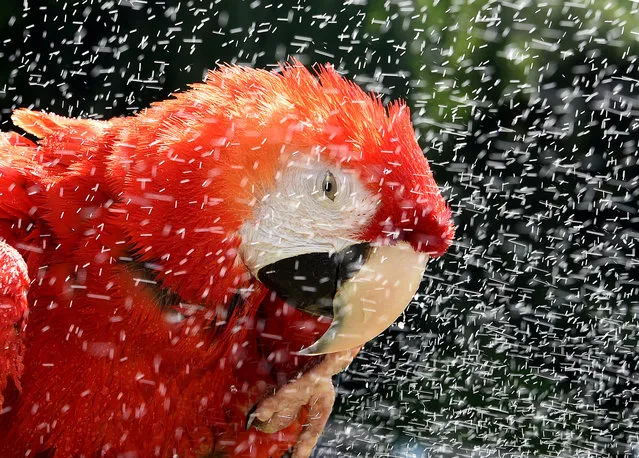 Columbus the scarlet macaw stands under a water shower at the Weltvogelpark bird park in Walsrode, Germany, June 23, 2016. (Photo by Holger Hollemann/EPA)