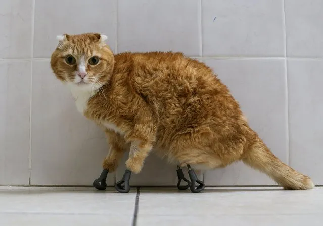 Ryzhik the cat, who lost all four paws and got 3D-printed titanium prosthetics in 2019, is seen at the veterinarian clinic in Novosibirsk, Russia on February 2, 2020. (Photo by Vladislav Nekrasov/Reuters)