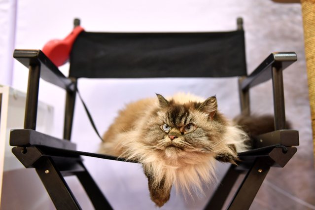 Merlin The Mad Ragdoll poses at CatCon LA 2023 at Pasadena Convention Center on August 05, 2023 in Pasadena, California. (Photo by Sarah Morris/Getty Images)