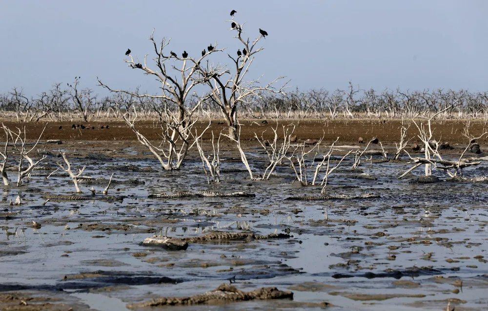 Severe Drought Threatens Caimans in Paraguay's Pilcomayo River