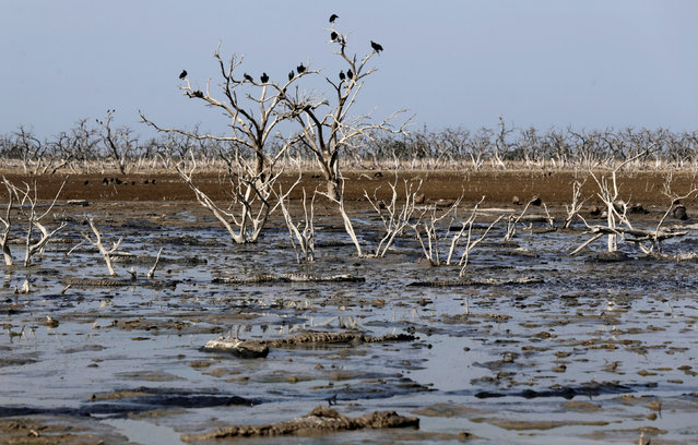 Crows perch on tree branches as alligators are seen stuck in the mud of the dry Pilcomayo river, which is facing its worst drought in almost two decades, in Boqueron, on the border between Paraguay and Argentina July 3, 2016. (Photo by Jorge Adorno/Reuters)
