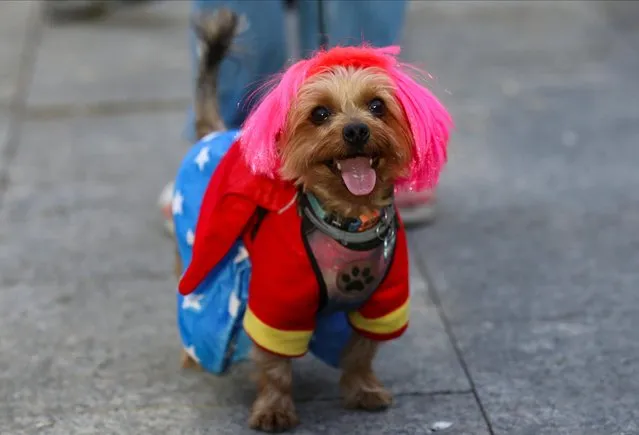 A participant and their pet attend the “Feathers and Paws” parade as part of the 2022 Pride celebrations, to protest against cruelty to animals in Madrid, Spain, July 3, 2022. (Photo by Isabel Infantes/Reuters)