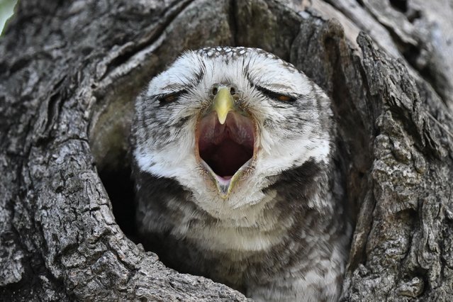 A spotted owlet yawns in a public park in Bangkok on November 11, 2024. (Photo by Lillian Suwanrumpha/AFP Photo)