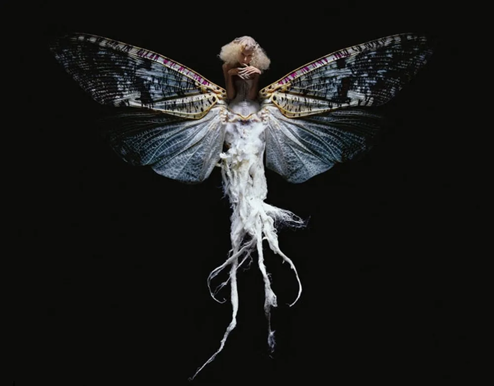 Insectes Photography by Laurent Seroussi