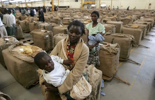 Zimbabwean farmers sit on bags of tobacco leaves, mostly for export, at Tobacco Sales Floor Ltd. in Harare in this May 7, 2009 file photo. A fresh U.S. trade pact could provide relief to African economies buffeted by the commodities slump but a failure to reform during the boom years has left many countries unable to profit from tariff-free access to the world's largest market. (Photo by Philimon Bulawayo/Reuters)