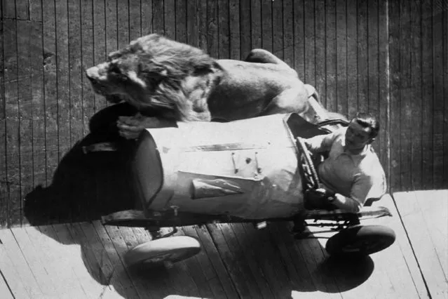 Mr.  Egbert  taking his five year-old lion for a ride on the wall of death at Mitcham fair, 1935.