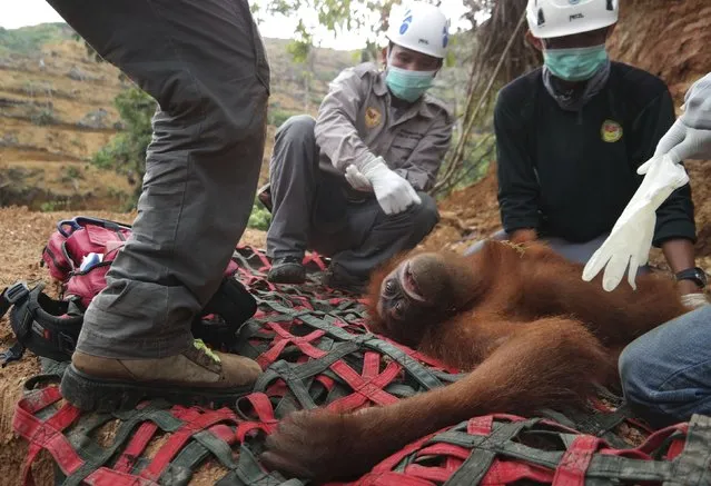 Local and government conservationists remove a rescued female orangutan who was found isolated in an palm oil plantation in Batang Serangan district, Langkat, North Sumatra province September 1, 2015 in this photo taken by Antara Foto. (Photo by Irsan Mulyadi/Reuters/Antara Foto)