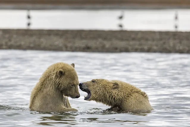 Polar bears play in the water after feasting on the remains of a bowhead whale, harvested legally by whalers during their annual subsistence hunt, just outside the Inupiat village of Kaktovik, Alaska, USA, 09 September 2017. (Photo by Jim Lo Scalzo/EPA/EFE)