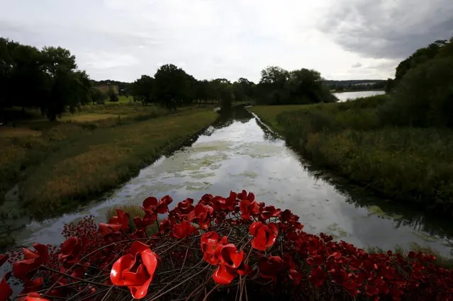 A view of a poppies installation titled “Wave” by Paul Cummins at Yorkshire Sculpture Park near Wakefield, Britain September 3, 2015. (Photo by Darren Staples/Reuters)