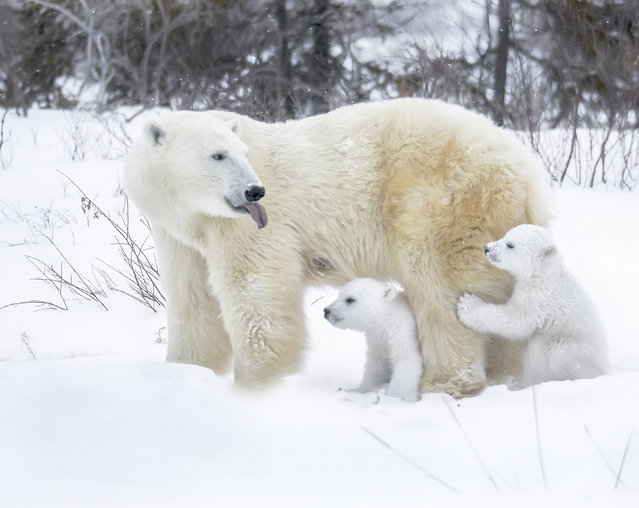 Polar bear cubs in Wapusk National Park, Canada venture out of their den for the first time with their mother in the first decade of January 2025. (Photo by Ken Conger/Solent News)