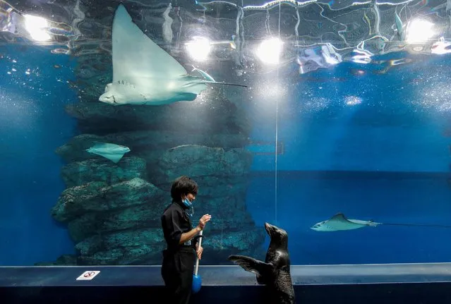 A female seal Shakitto and the aquarium keeper Manami Suka stroll together as a part of their practice for their show at an empty visitors' area at the Aqua Park Shinagawa which is closed to the public amid the coronavirus disease (COVID-19) outbreak in Tokyo, Japan on April 30, 2020. (Photo by Issei Kato/Reuters)