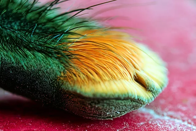 Michael Pankratz’s intriguing works focus specifically on the feet of tarantulas – an appendage that many have perhaps never focused on. The extreme close-ups of tarantulas’ “paws” show fine, colourful hairs, and sharp claws. The 54-year-old photographer said that he actually developed a fair amount of arachnophobia in his younger years, but when dealing with tarantulas, Michael said, those feelings would go away. The scientific name for the makeup of a spider’s “paw” is a tarsus, one of eight parts that make up a single one of the insect’s leg. But the legs themselves also happen to look adorable close-up – something that Michael is keen to point out. In his lifetime, the photographer has raised more than 100 tarantulas, and his photo archive is now into the tens of thousands. His fascination with their feet specifically, Michael said, came from how macro photographs would offer “surreal and vibrant displays of form and colour, often exhibited by the tufts of setae (tiny hairs) surrounding the spiders’ tibial claws”. Here: Avicularia geroldi, foot detail. His fascination with their feet specifically, Michael said, came from how macro photographs would offer “surreal and vibrant displays of form and color, often exhibited by the tufts of setae (tiny hairs) surrounding the spiders' tibial claws”. (Photo by Michael Pankratz/Caters News Agency)