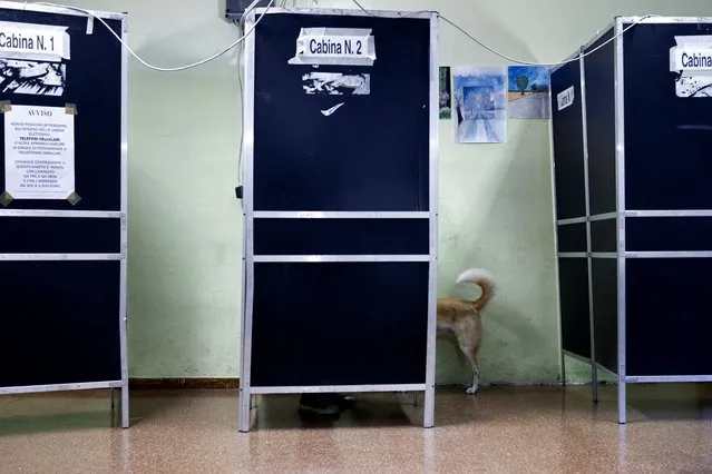 A dog stands behind a voting booth at a polling station during the snap election, in Rome, Italy on September 25, 2022. (Photo by Yara Nardi/Reuters)