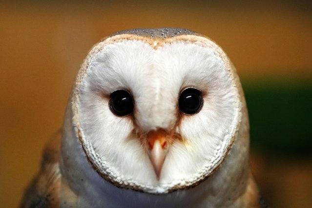 A barn owl at the Attica Zoological Park near Athens, January 21, 2025. (Photo by Thanassis Stravrakis/AP Photo)