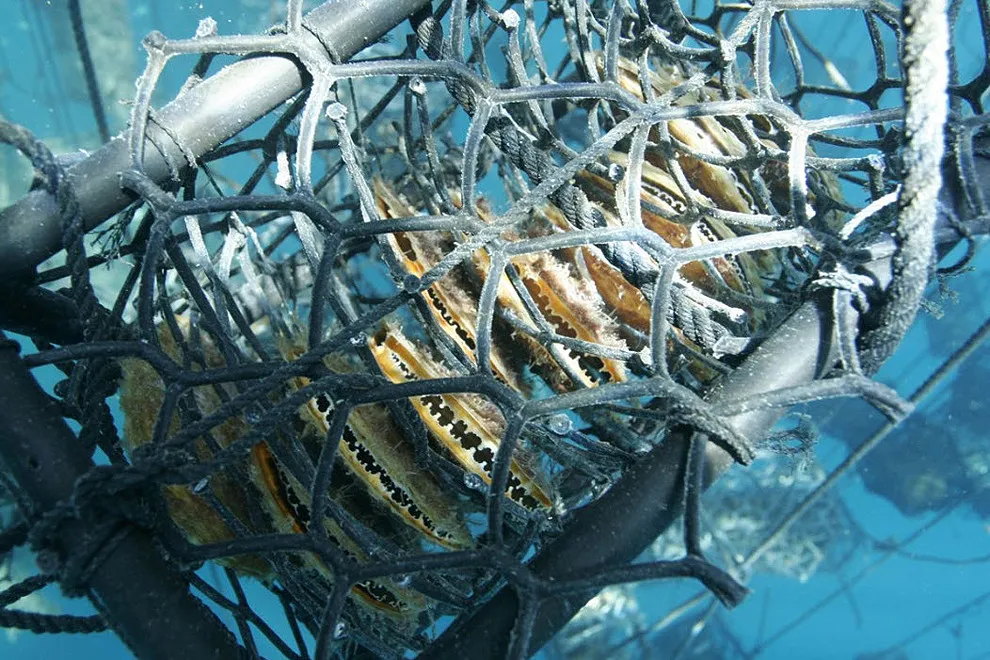 Golden Pearl Farming In Philippines