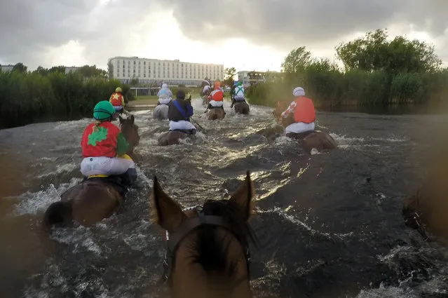 The Pavel Vovcenko-trained Falconettei has won one of the highlights of the German racing season, the Alpine Motorenöl-Seejagdrennen lake race at Hamburg on Tuesday, July 5, 2016. A type of steeplechase unique to Germany in which horses have to swim through a lake as part of the course, Falconettei and jockey Cevin Chan came home unchallenged. A field of 13 runners took part, one of the biggest ever fields assembled for a lake race, and all 13 negotiated the lake successfully. (Photo by Frank Sorge/Rex Features/Shutterstock)