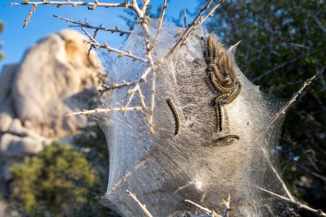 Western tent caterpillars hang on a branch at Hidden Valley Campground in Joshua Tree National Park, California, U.S. March 19, 2025. (Photo by Joel Angel Juarez/Reuters)