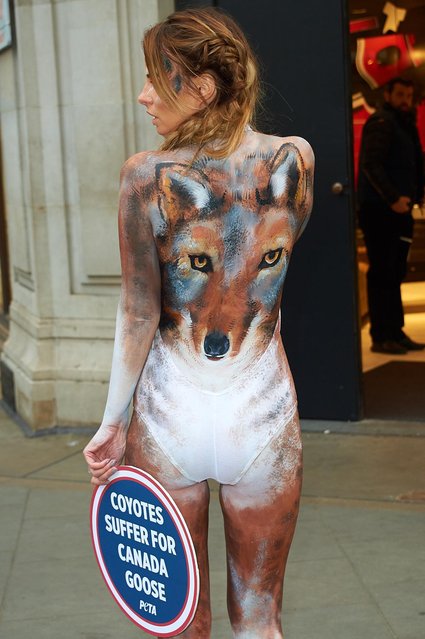 Glamour model Rhian Sugden joins PETA's campaign protesting Canada Goose's use of fur outside the Canada Goose store on Regent's Street – November 29, 2017 on November 29, 2017 in London, England. (Photo by Splash News and Pictures)