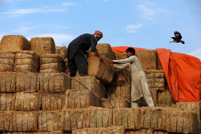 Laborers unload bundles of fodder from a truck outside a cattle market, as the spread of the coronavirus disease (COVID-19) continues, in Peshawar, Pakistan on July 17, 2020. (Photo by Fayaz Aziz/Reuters)