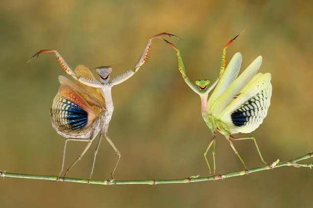 “Show Time”. It's a normal behavior of mantis. They're doing defence. When they're afraid of; raising their arms and spreading their wings. They looks like smiling dancer. Photo location: Nicosia, Cyprus. (Photo and caption by Hasan Baglar/National Geographic Photo Contest)