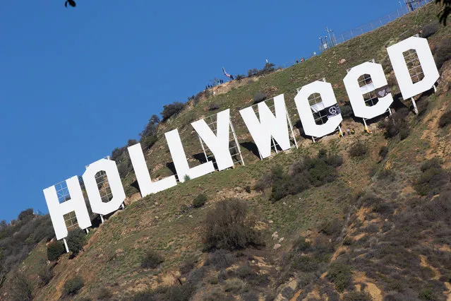 The iconic Hollywood sign gets changed to read “Hollyweed” on January 1, 2017 in Hollywood, California. (Photo by Gabriel Olsen/Getty Images)