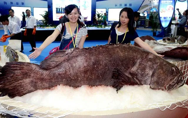 A 210-kilogram-weight Epinephelussp was showed at China Fisheries & Seafood Expo in Fuzhou, Fujian, China on 24th October, 2014. (Photo by Top Photo/Sipa USA)