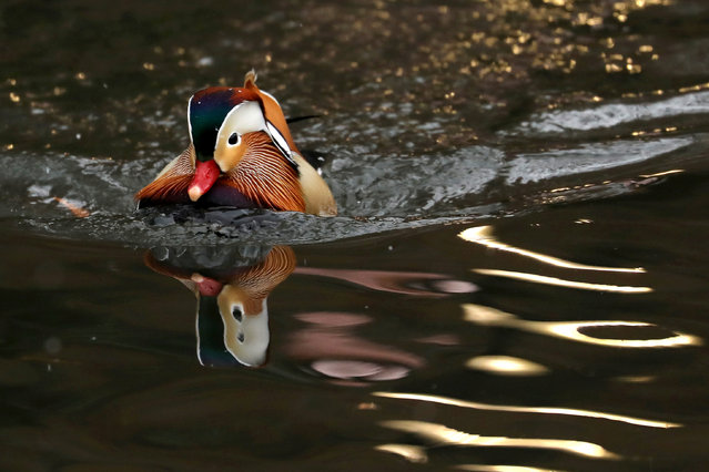 A Mandarin Duck, a native species to East Asia, swims in The Pond in Central Park in Manhattan in New York City, New York, U.S., December 13, 2018. (Photo by Mike Segar/Reuters)