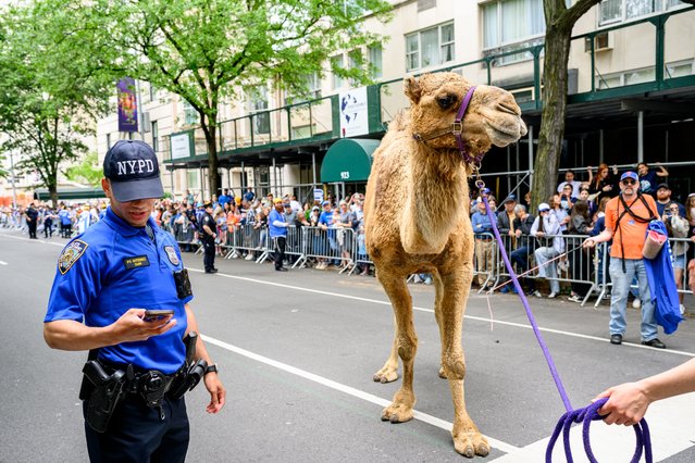 Marchers lead a camel during the Israel Day Parade on Fifth Avenue on May 18, 2025 in New York City. The event, which drew political notables New York Gov. Kathy Hochul, New York City Mayor Eric Adams, New York Attorney General Letitia James and mayoral candidate Andrew Cuomo, commemorates the anniversary of the founding of the state of Israel. (Photo by Roy Rochlin/Getty Images)