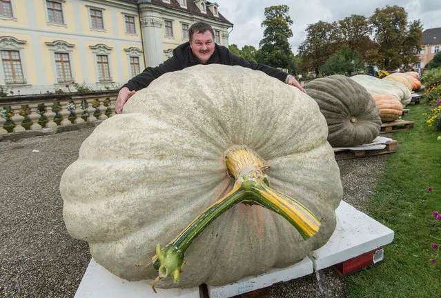 Robert Jaser poses with his Atlantic Giant pumpkin at the palace in Ludwigsburg, Germany, Sunday, October 4, 2015. Weighing 812.5 kilogramms, the pumpkin won the German championship title. (Photo by Daniel Maurer/DPA via AP Photo)