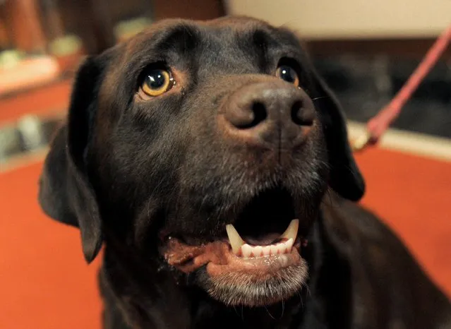 Shayna Maydela, a Labrador Retriever, at an American Kennel Club press conference January 30, 2013 in New York where the most popular dogs in the US were announced. The top five are Labrador Retriever, German Shepherd, Golden Retriever, Beagle and Bulldog according to AKC registration statistics. (Photo by Stan Honda/AFP Photo)