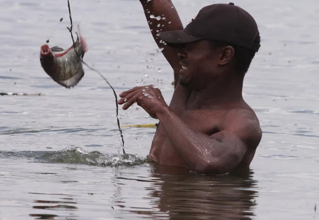 In this photo taken Wednesday October 29 2014, a fisherman catches a fish near the shores of Lake Chivero, west of Harare. (Photo by Tsvangirayi Mukwazhi/AP Photo)
