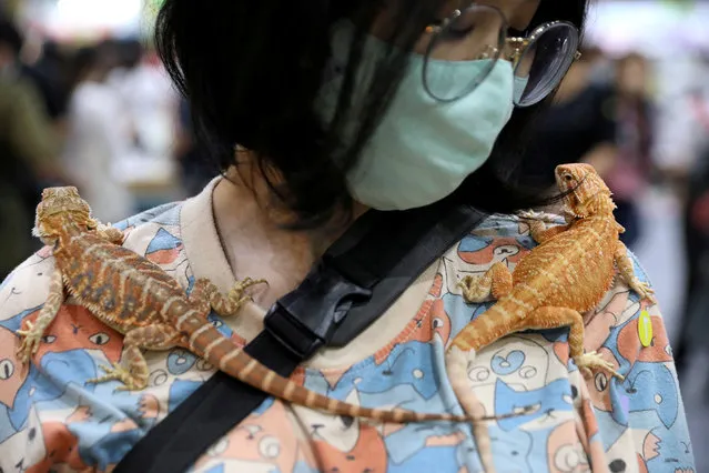 A woman carries two geckos on her shoulders at the Pet Expo Thailand in Bangkok, Thailand, September 6, 2020. (Photo by Soe Zeya Tun/Reuters)