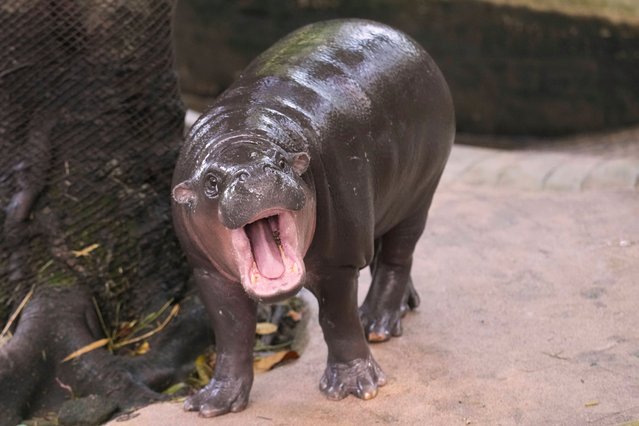 Hippo Moo Deng, which turned one year old, yawns at the Khao Kheow Open Zoo in Chonburi province, Thailand, Thursday, July 10, 2025. (Phopto by Sakchai Lalit/AP Photo)