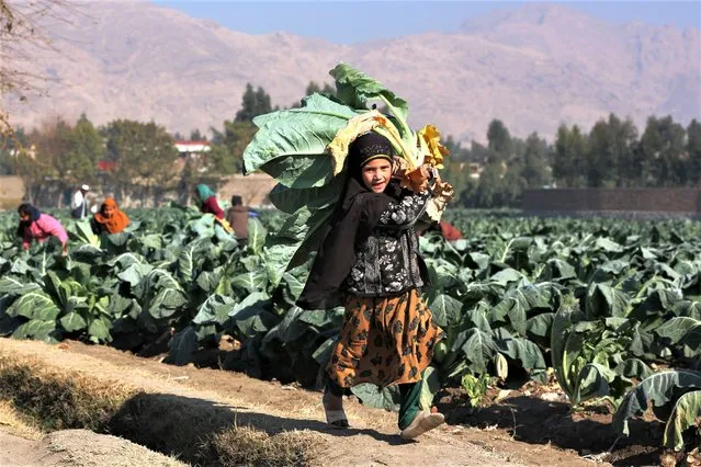 A girl harvests cauliflowers at field on the outskirts of Jalalabad on January 4, 2023. (Photo by AFP Photo/Stringer)