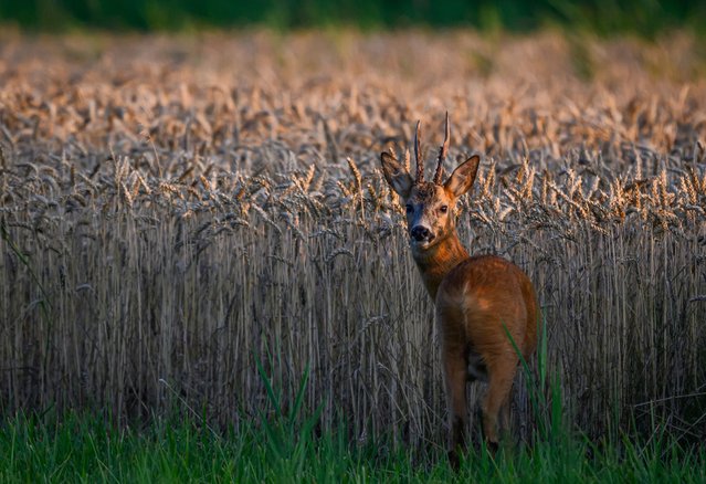 A roebuck stands in a field of grain in eastern Brandenburg, Germany on July 15, 2025. (Photo by Patrick Pleul/dpa via AP Photo)