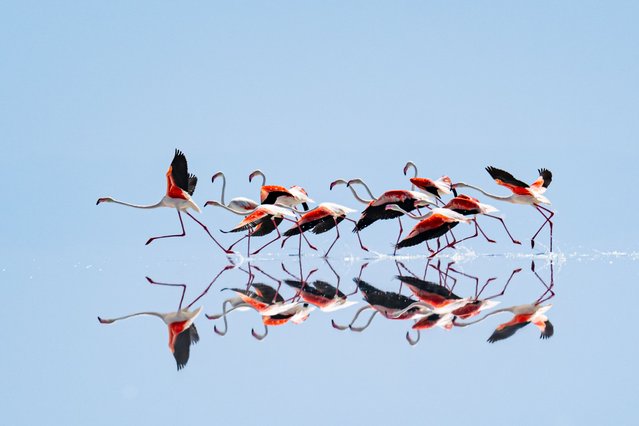 Flamingos preparing to take flight are reflected on Lake Tuz, which hosts thousands of flamingos every year, in Ankara, Turkiye, on June 24, 2025. This year, the lake has seen a decline in flamingo numbers due to drought, prompting the birds to shift their migration route to other wetlands across Turkiye. (Photo by Harun Ozalp/Anadolu via Getty Images)