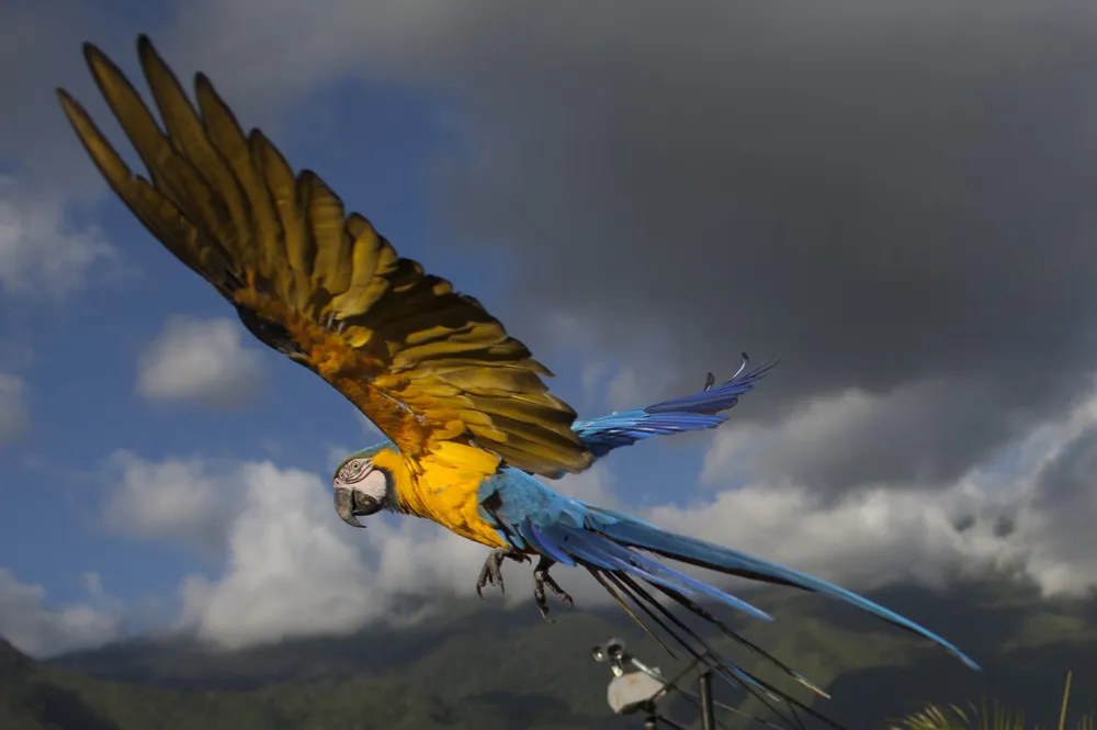 Venezuelas Beloved Macaws