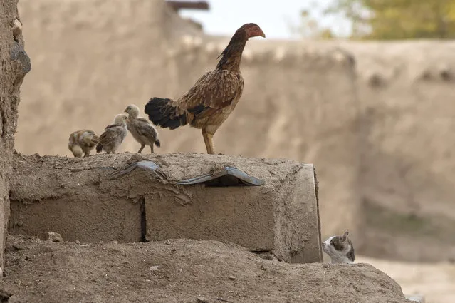 A cat looks at a chicken and its chicks,  in Caykara, on the Turkey-Syria border, across from the Syrian city of Kobani, Thursday, November 20, 2014. (Photo by Vadim Ghirda/AP Photo)