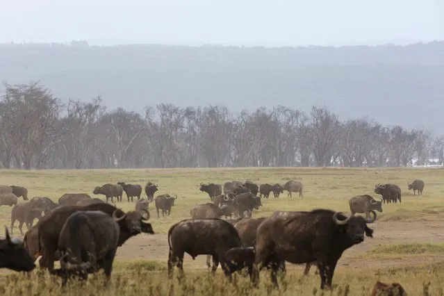 Buffalos graze in Lake Nakuru National Park, Kenya, August 18, 2015. (Photo by Joe Penney/Reuters)