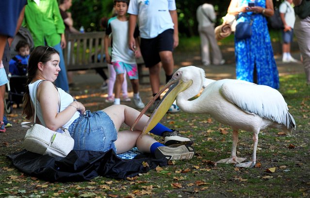 A Pelican attempts to take a persons belongings while they are sat in St James' Park, London on Monday, August 11, 2025. Temperatures will soar above 30°C in parts of the UK in the coming days, with another heatwave possible in some areas. (Photo by Yui Mok/PA Images via Getty Images)